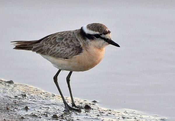 Kittlitz's Plover